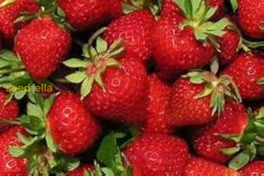 Japanese Hokowase Strawberry Seeds For Planting - Sweet & Juicy Fruit