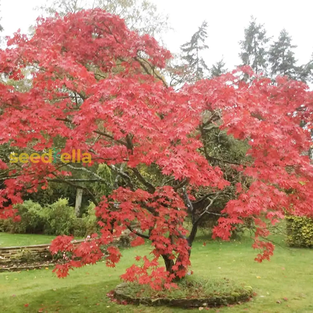 Japanese Maple Seeds Acer Palmatum ’Atropurpureum’ Low Maintenance Hardy Deciduous Specimen