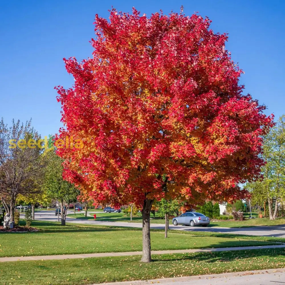 Japanese Maple Seeds Acer Palmatum ’Atropurpureum’ Low Maintenance Hardy Deciduous Specimen