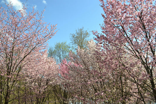 Japanese mountain cherry seeds Prunus serrulata spontanea flowering tree with pink and white blossoms