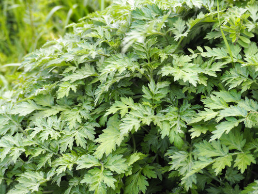 Japanese Mugwort plant with green aromatic leaves and yellow flowers