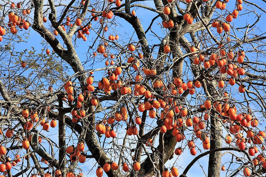 Japanese Persimmon Tree Seeds – Diospyros kaki Non-GMO Orange Fruit Tree