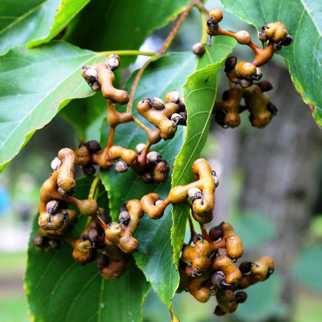 Glossy green foliage of Japanese Raisin Tree
