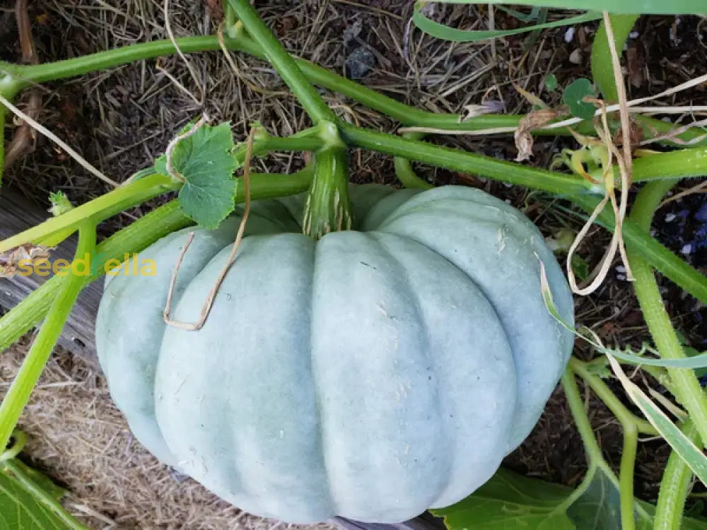 Jarrahdale Blue Pumpkin Seeds For Planting - Premium Vegetable