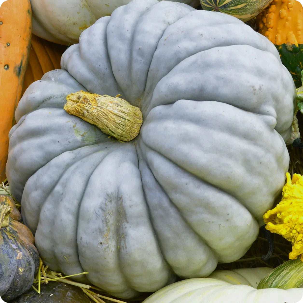 Pumpkin plants from Jarrahdale Blue seeds in garden