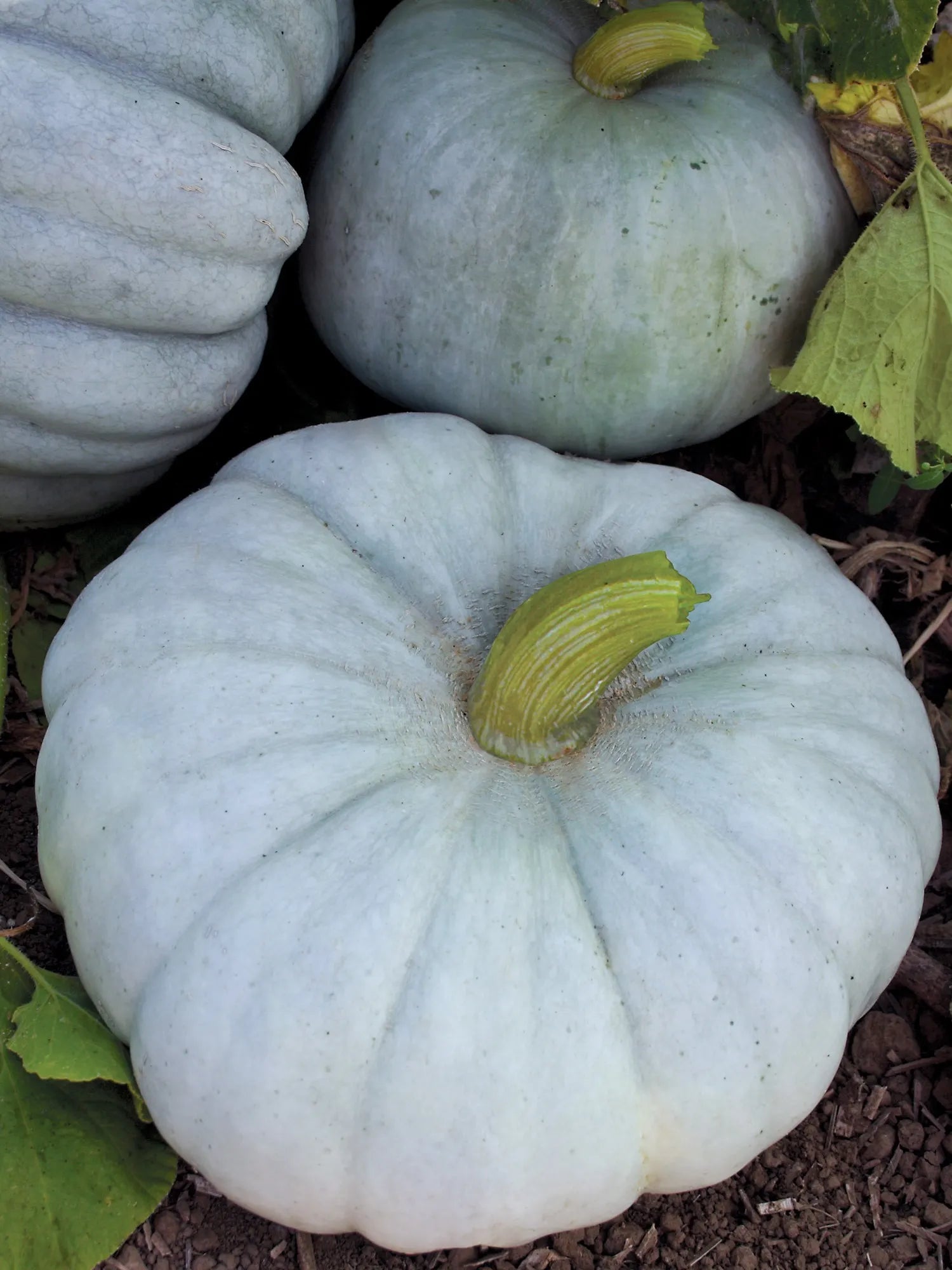 Jarrahdale Blue pumpkin plant grown from seeds