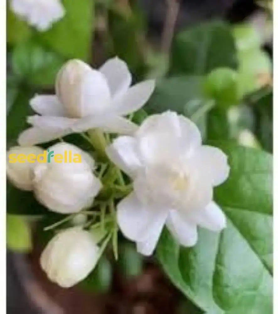 Jasmine Flower Seeds For Planting - Fragrant Blooms Easy Gardening