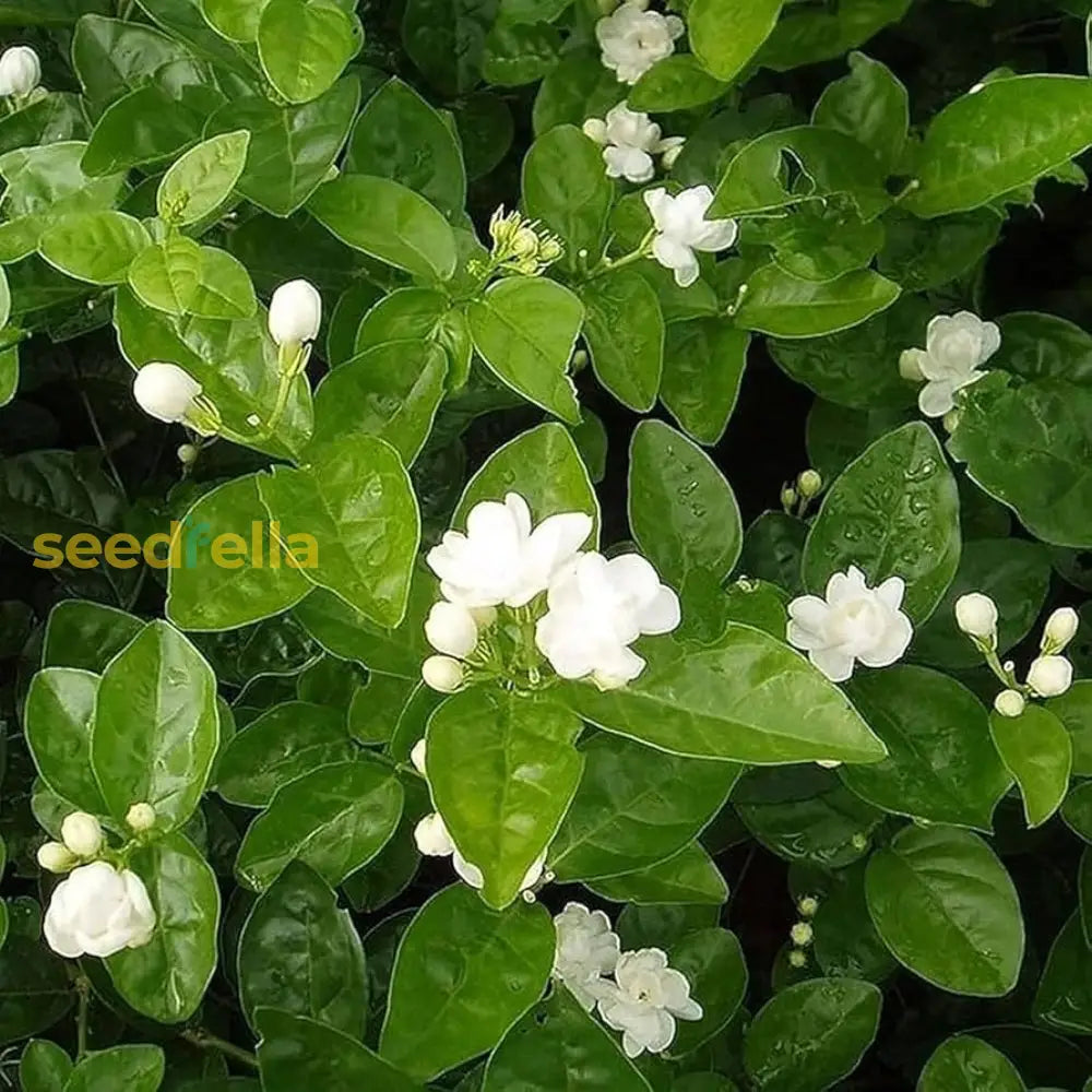 Jasmine Flower Seeds For Planting - Fragrant Blooms Easy Gardening