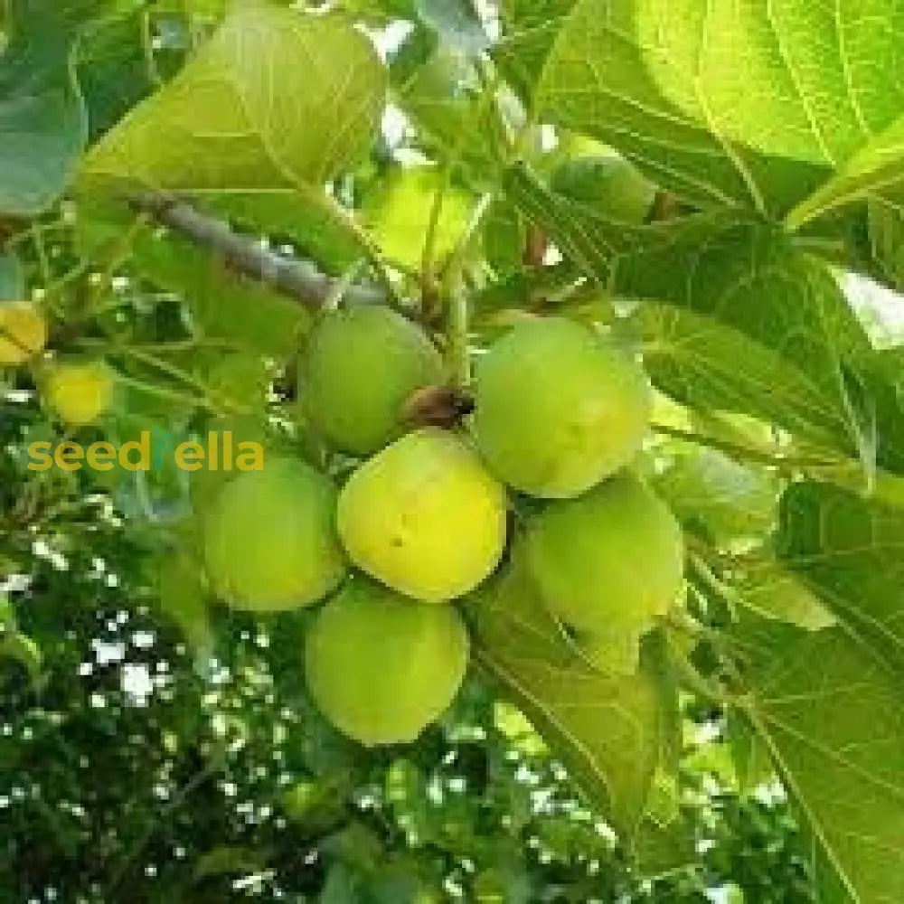 Jatropha Seeds For Planting Fruit