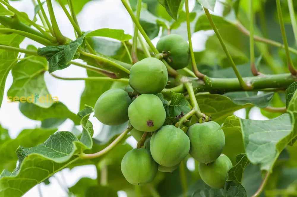 Jatropha Seeds For Planting Fruit