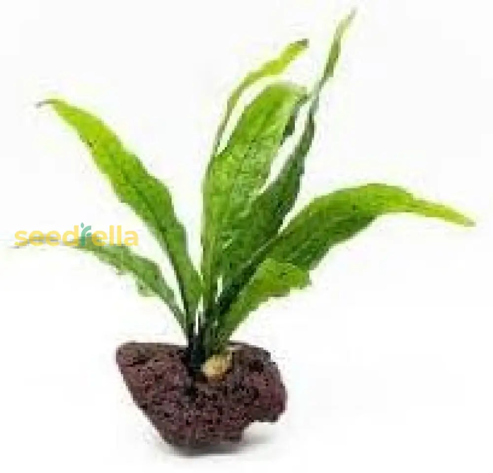 Java Fern Seeds For Easy Planting Plant Seeds