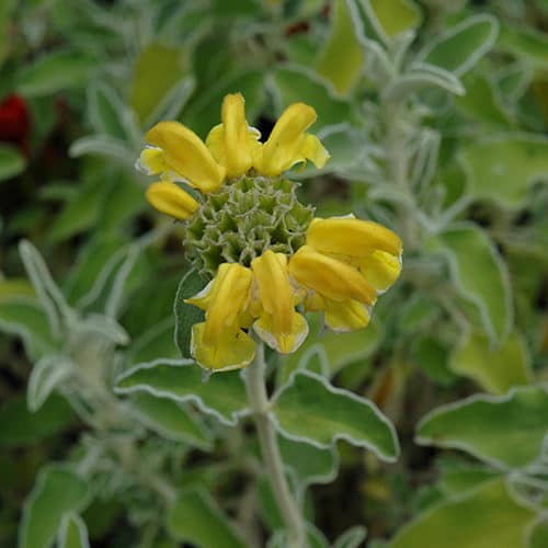 Bright Yellow Jerusalem Sage Blooms in Garden