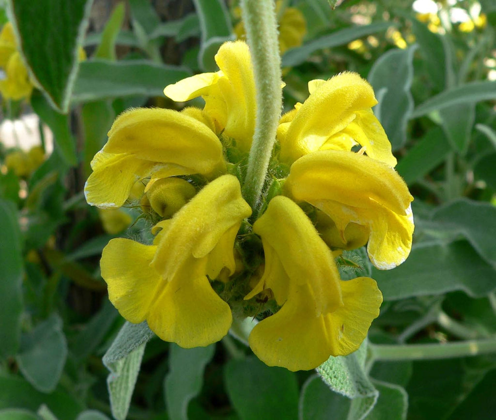 Jerusalem Sage Growing in Sunny Garden