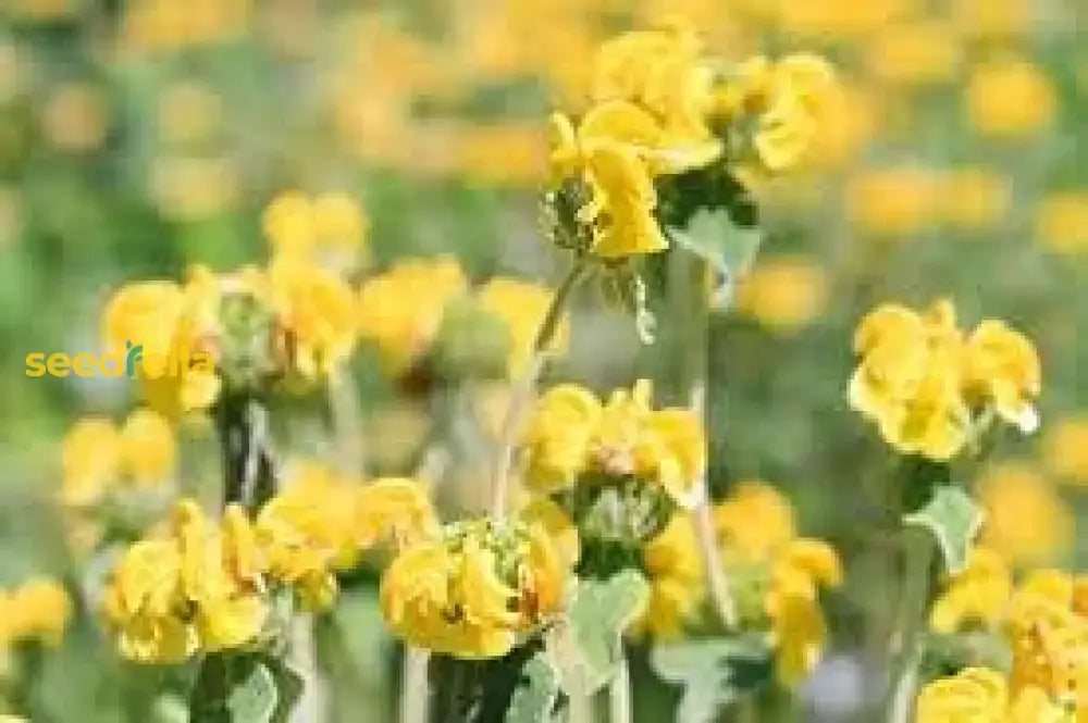 Jerusalem Sage Yellow Flower Seeds For Planting  Vibrant And Aromatic Blooms