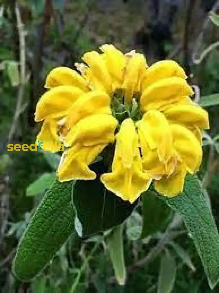 Jerusalem Sage Yellow Flower Seeds For Planting  Vibrant And Aromatic Blooms