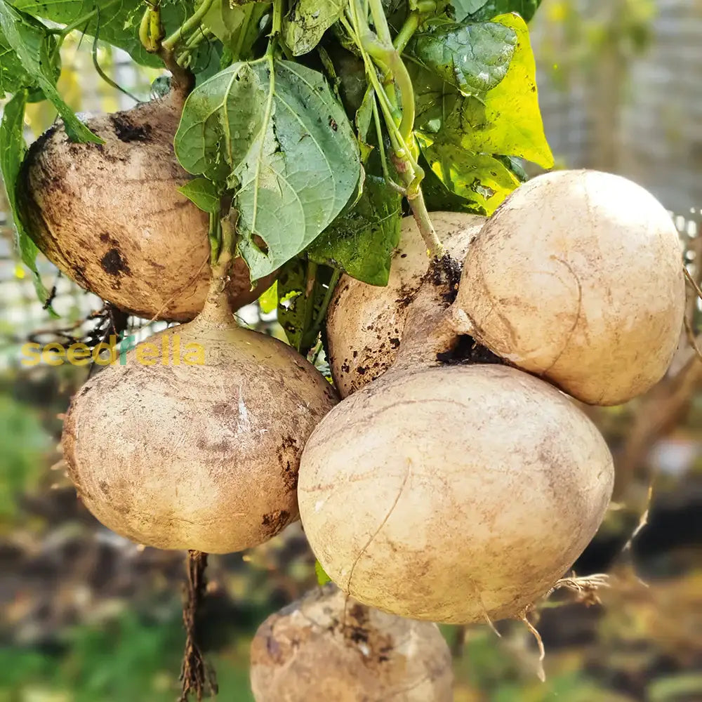 Jicama Seeds For Planting - Grow Your Own Vegetable Seeds