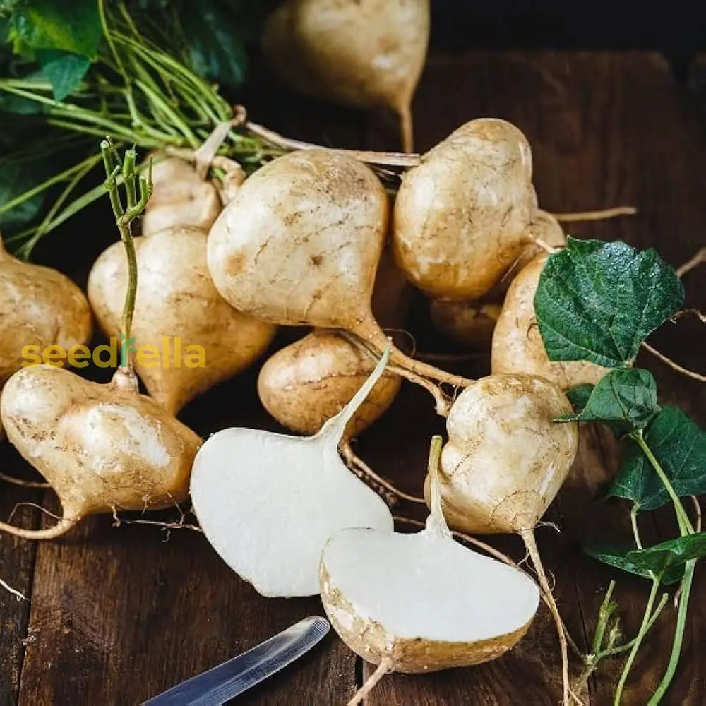 Jicama Seeds For Planting - Grow Your Own Vegetable Seeds