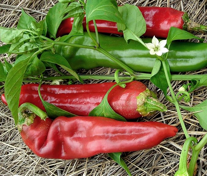 High germination Jim Legacy pepper seeds