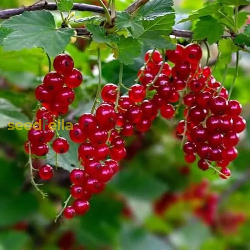 Johannisbeere Red Fruit Seeds For Planting - Grow Your Own Juicy Currants!