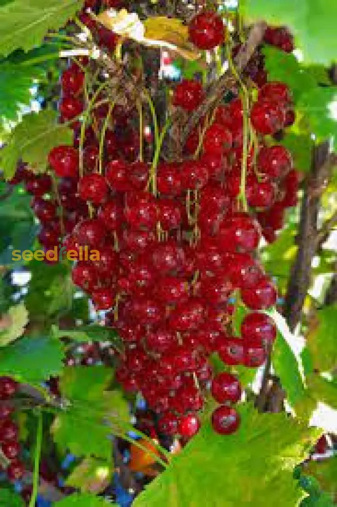 Johannisbeere Red Fruit Seeds Growing in Garden, Healthy Red Currants