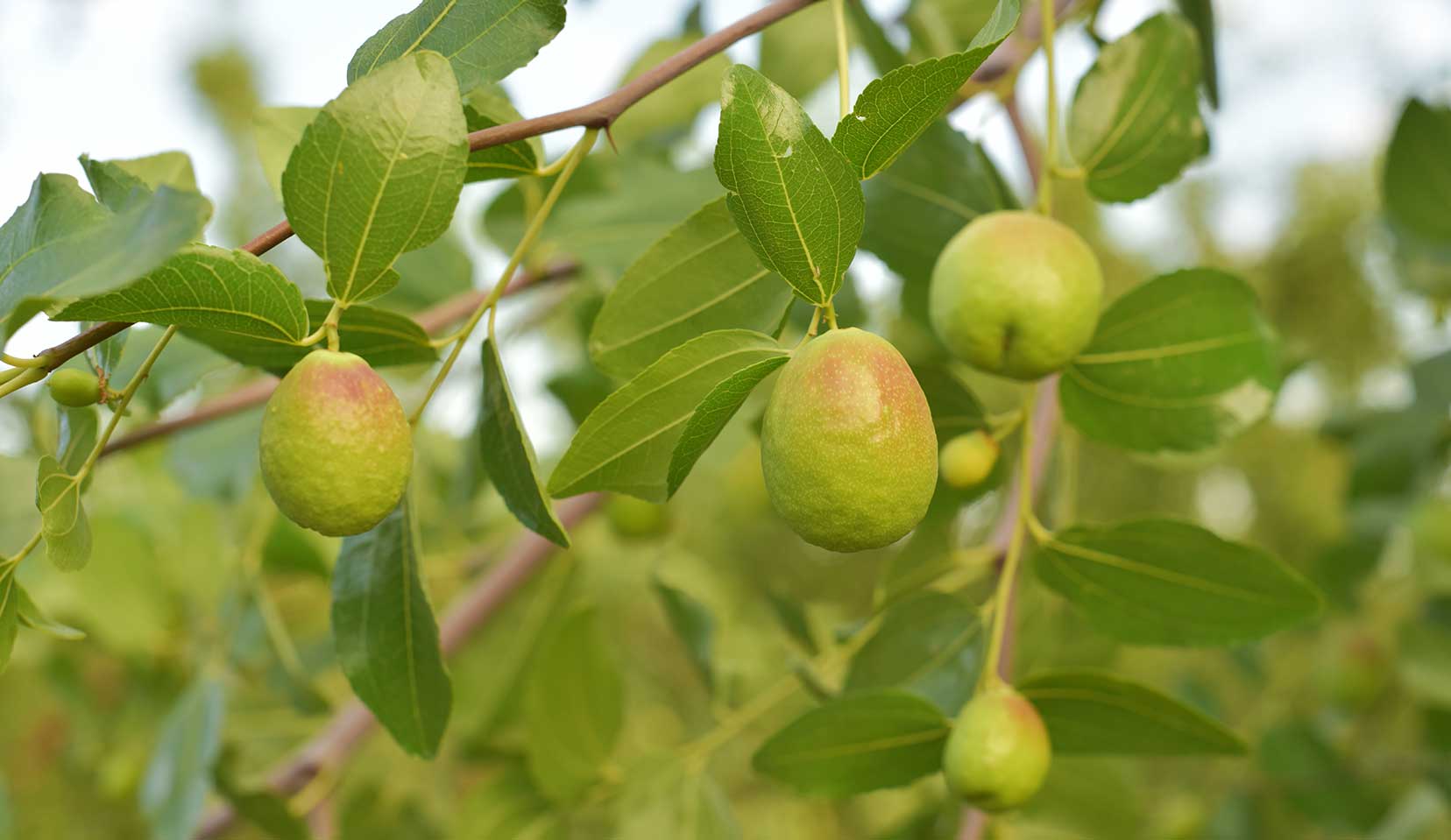 Oil nut Jojoba plant with mature seed pods