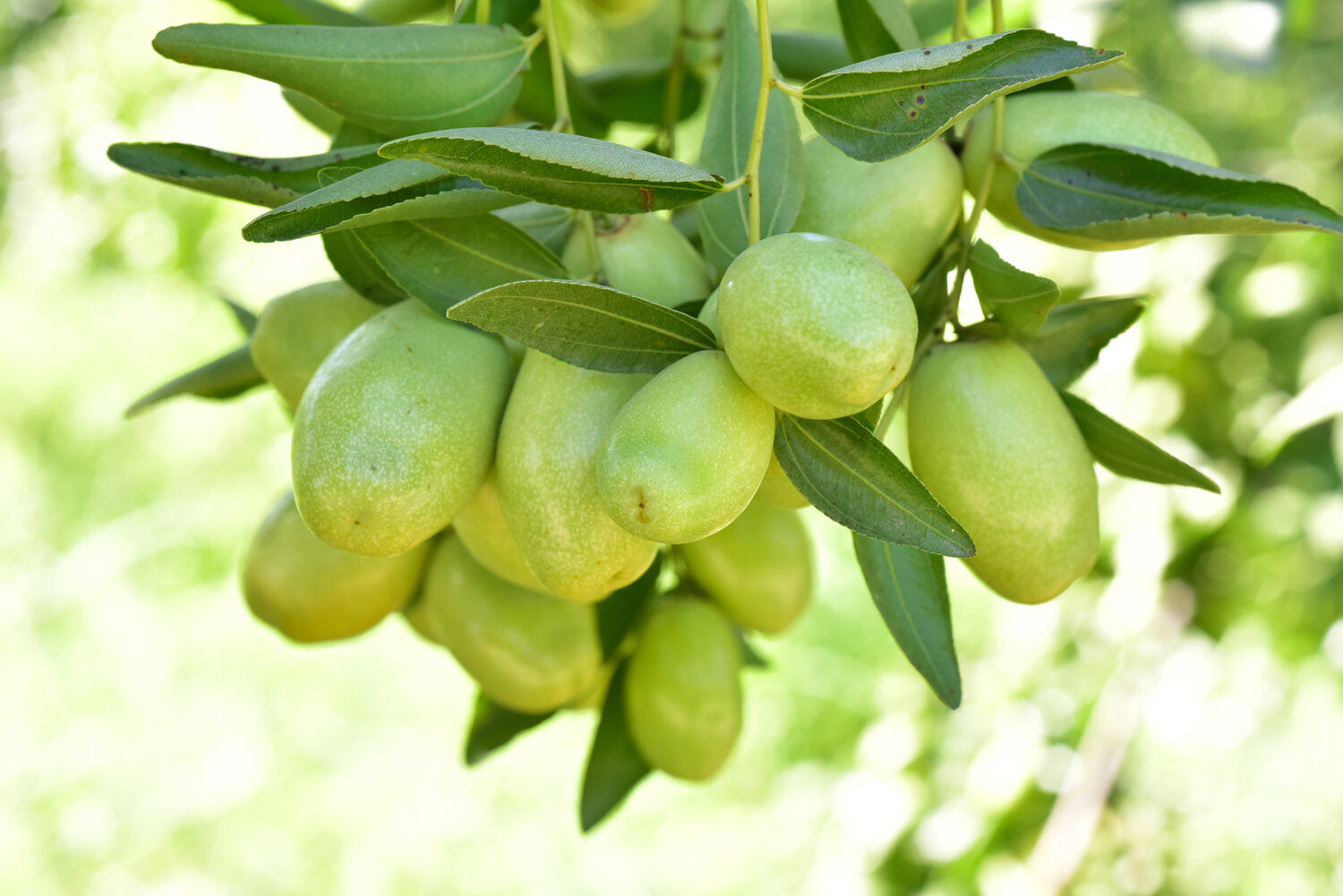 Close-up of Jojoba seeds used for oil production
