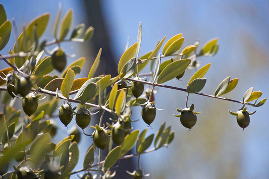 Jojoba (Simmondsia chinensis) seeds for planting
