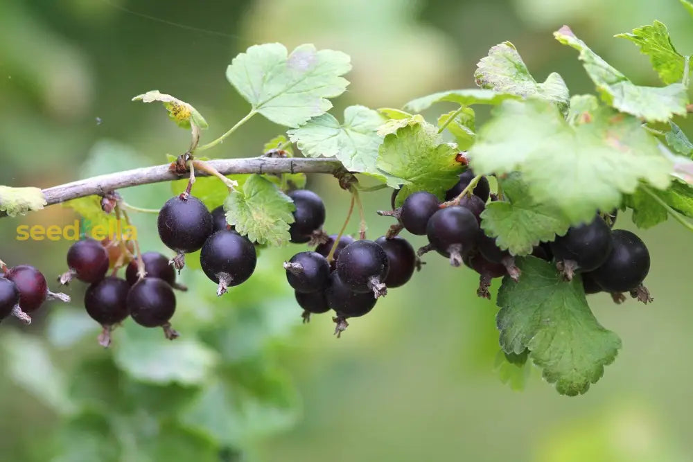 Jostaberry Seeds For Planting | Unique Hybrid Fruit