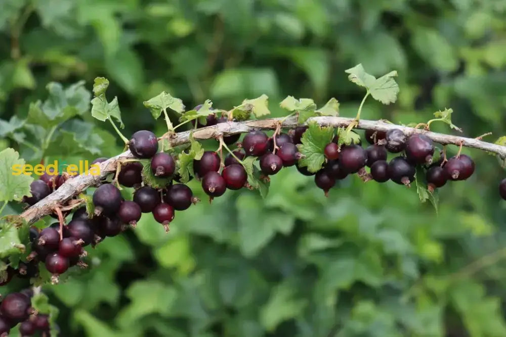 Jostaberry Seeds For Planting | Unique Hybrid Fruit