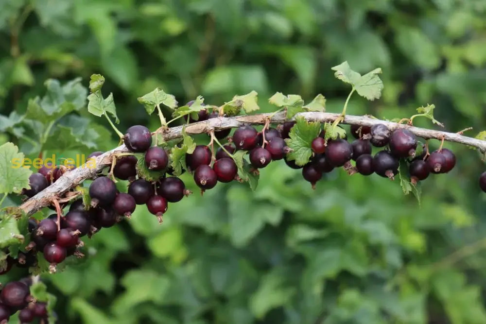 Jostaberry Seeds For Planting | Unique Hybrid Fruit