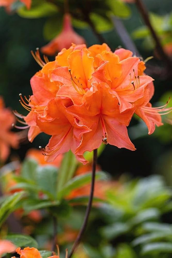 Light Orange Azalea Seeds For Planting - Soft Blooms