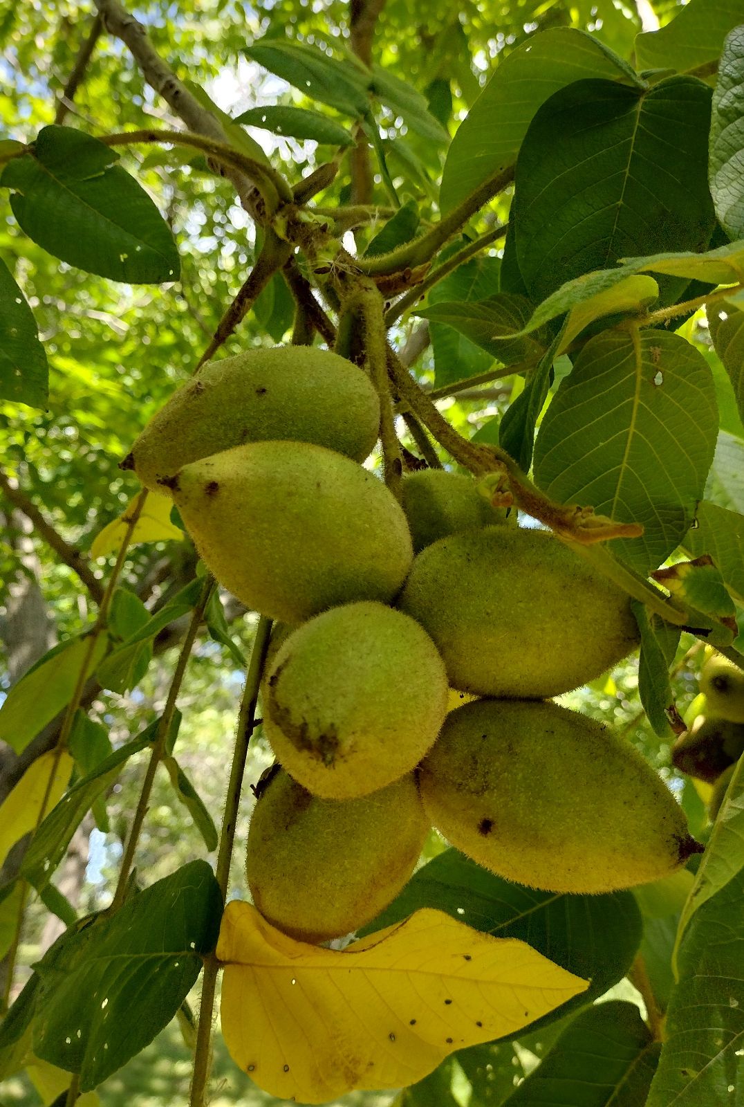 Juglans cinerea butternut tree seeds producing oval nuts in green husks