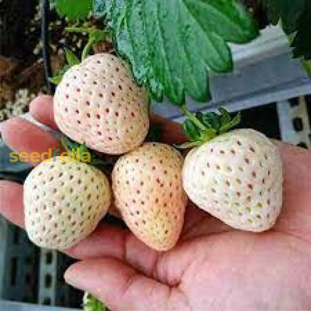 Juicy Strawberry Seeds For Planting