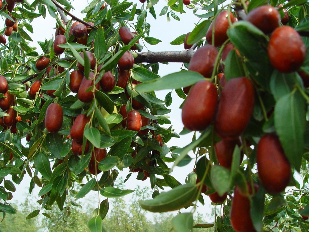 Small fragrant yellow-green jujube flowers in bloom