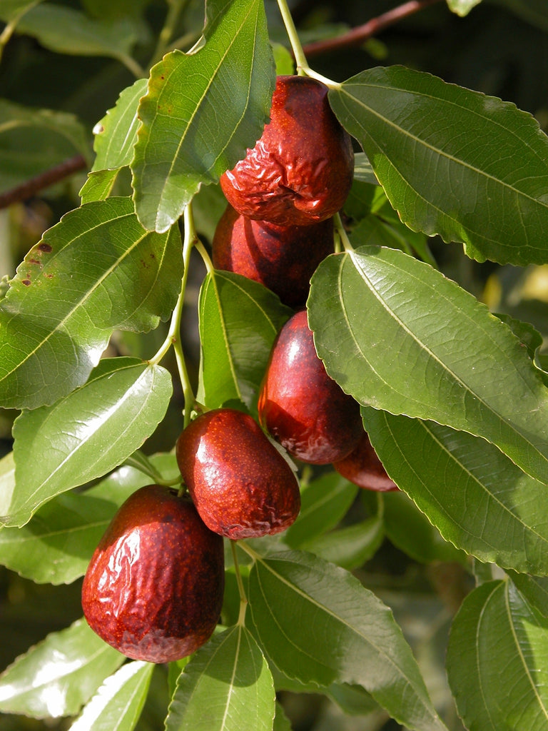 Jujube tree growth and planting care guide