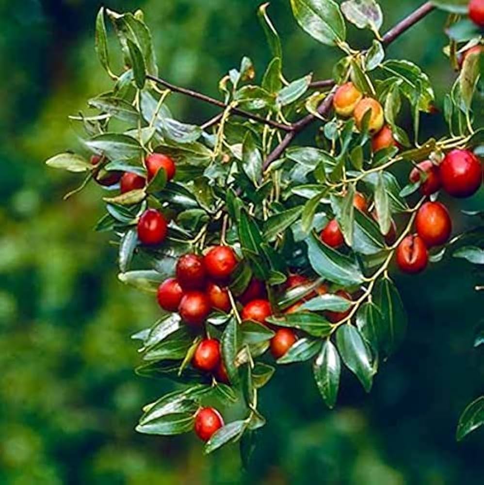 Jujube tree seeds showing glossy green leaves and ripening fruits