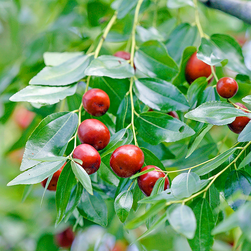 Jujube tree seeds growing into productive fruit trees in orchard setting