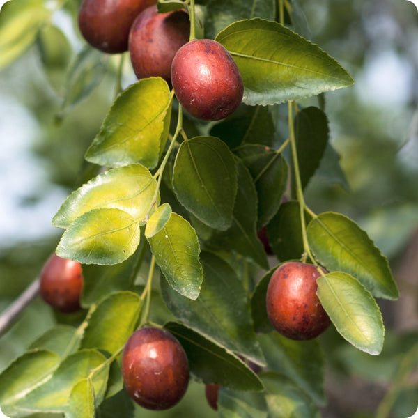 Jujube tree seeds Ziziphus jujuba hardy edible sweet fruit tree