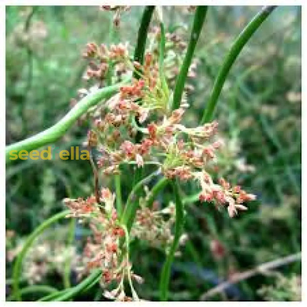 Juncus Effusus Corkscrew Rush Seeds For Planting | Unique Aquatic Flower Plant Seeds