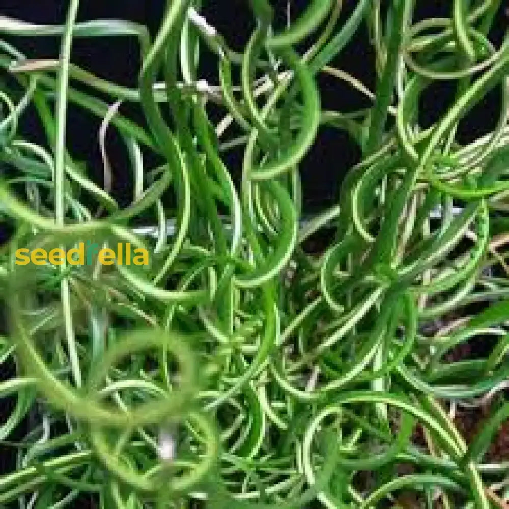 Juncus Effusus Corkscrew Rush Seeds For Planting | Unique Aquatic Flower Plant Seeds