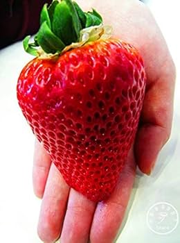June-bearing giant strawberries on plants