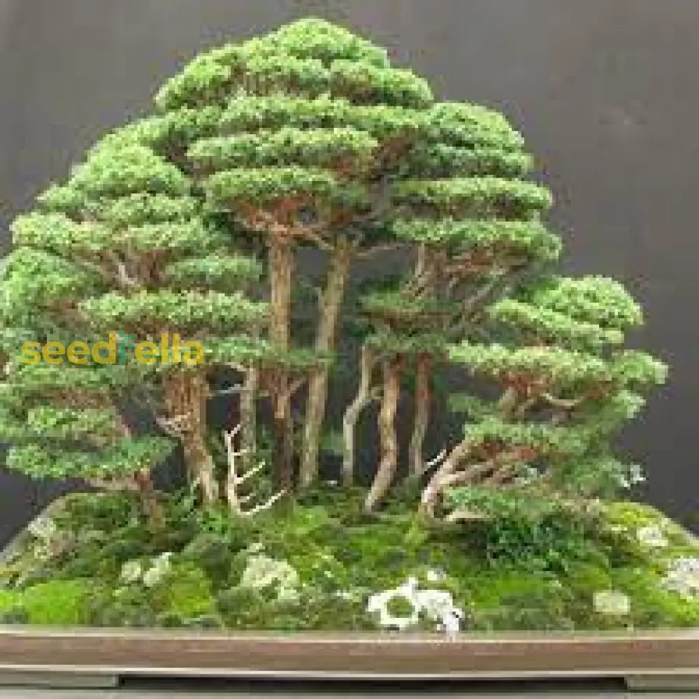 Juniper Bonsai Tree Seeds For Planting | Grow Your Own Plant Seeds