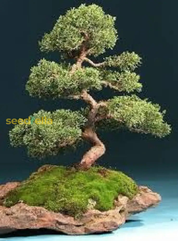 Juniper Bonsai Tree Seeds For Planting | Grow Your Own Plant Seeds