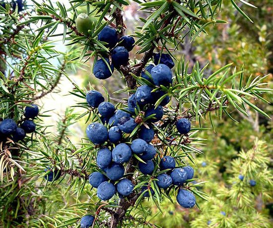 Juniper seed germination and planting guide
