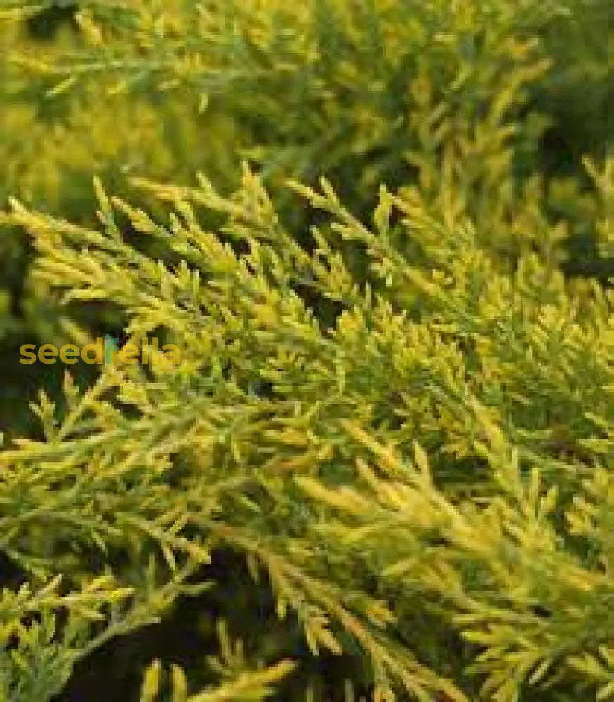 Juniper Tree Seeds For Planting: Cultivate Lush Lime Green Foliage A Soothing Garden