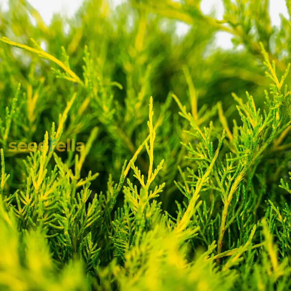 Juniper Tree Seeds For Planting: Cultivate Lush Lime Green Foliage A Soothing Garden