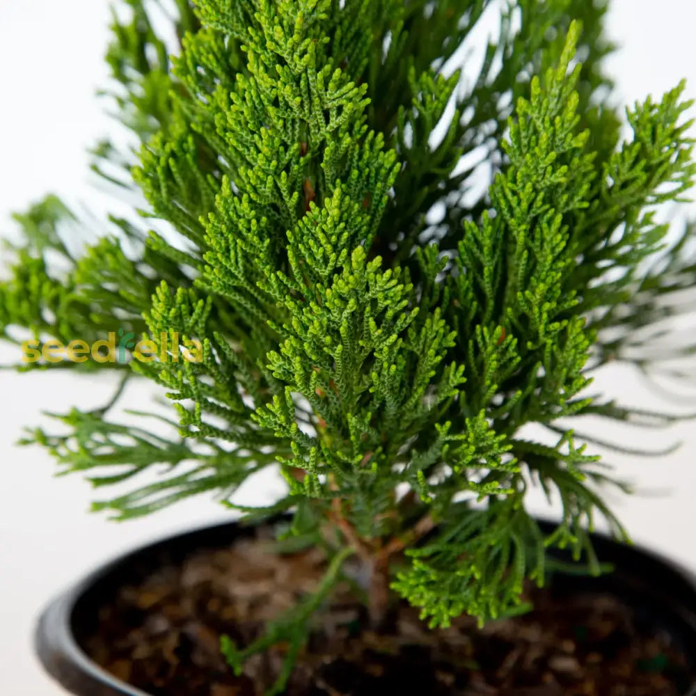 Juniper Tree Seeds For Planting: Dark Green Beauty Stunning Landscapes Plant Seeds