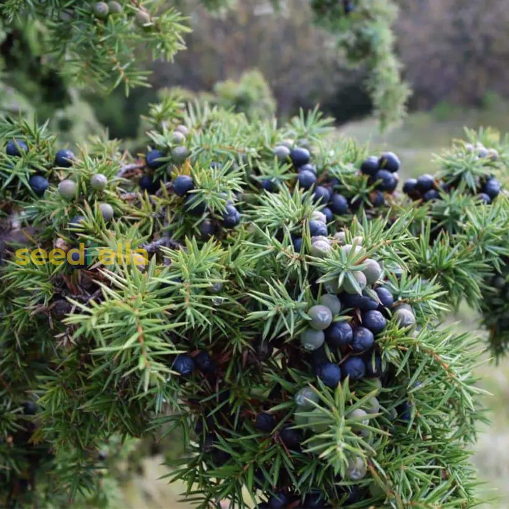 Juniperus Fruit Planting Seeds For Garden - Grow Hardy Evergreen Shrub With Aromatic Berries