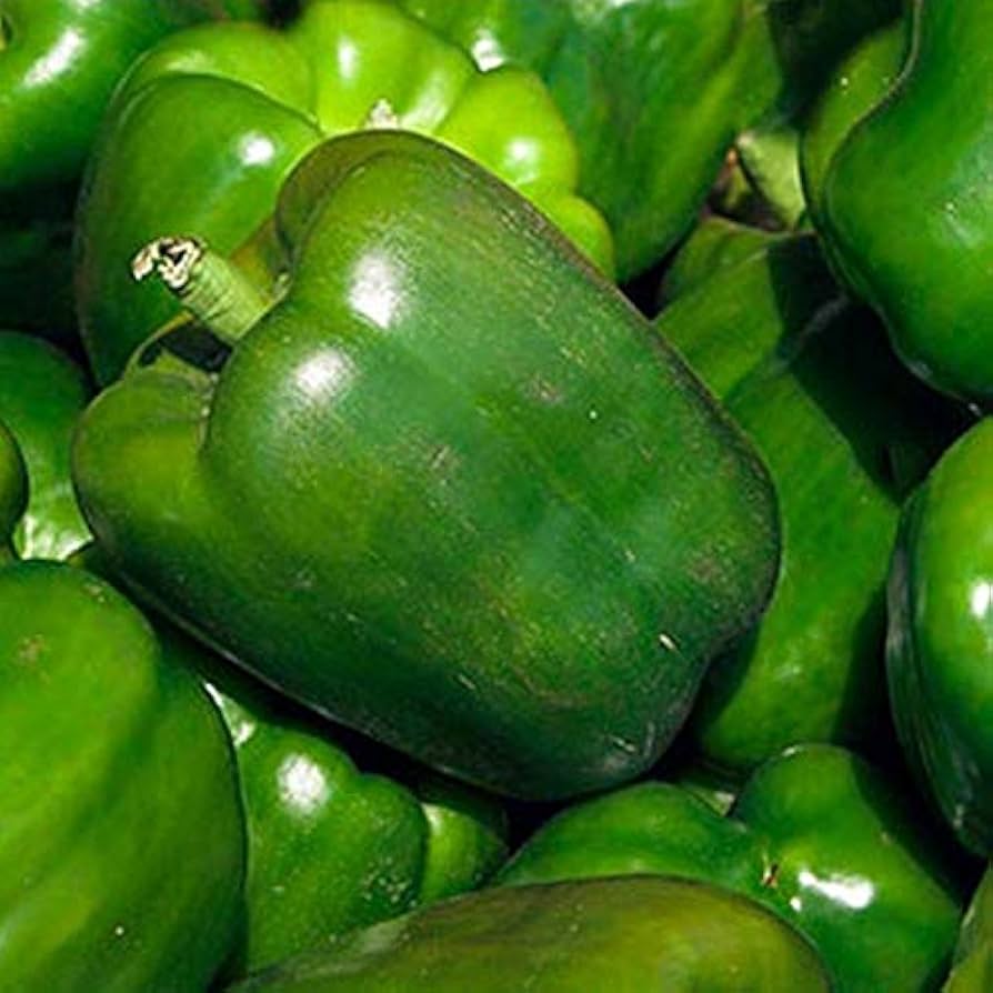 Jupiter bell pepper plants growing in the garden