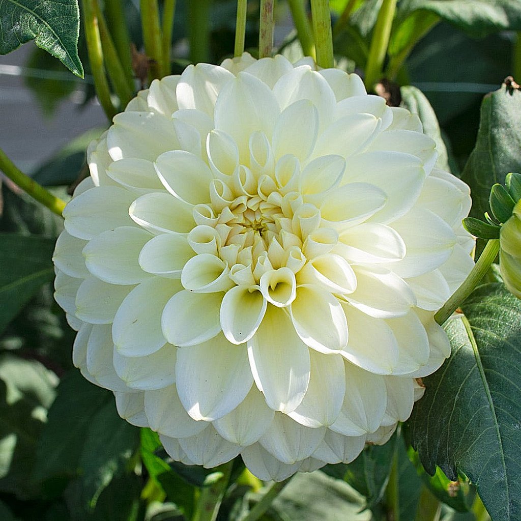 Classic White Dahlia Flower Seeds For Elegant & Timeless Planting